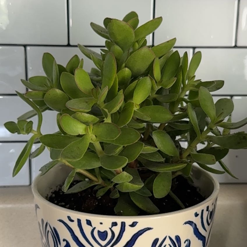 Photo of the plant species Crassula 'Money Maker' by @GoldOnion94 named chip on Greg, the plant care app