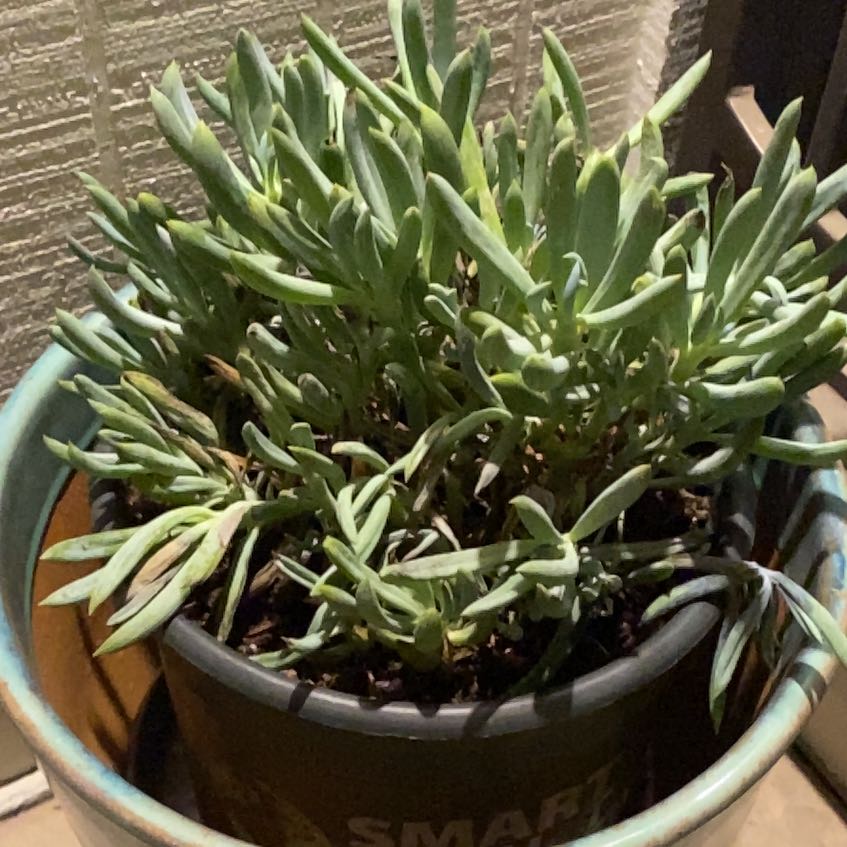 Photo of the plant species Blue Chalk Sticks by @MagicallyZinnia named Hamilton on Greg, the plant care app