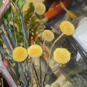 Photo of the plant species Cotton Lavender by @BigLettuce31 named Achilles on Greg, the plant care app