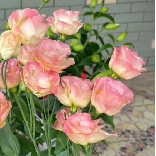 Photo of the plant species Lisianthus by @BigLettuce31 named Homer on Greg, the plant care app