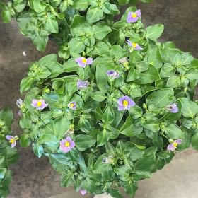 Photo of the plant species Persian violet by @BigLettuce31 named Willow on Greg, the plant care app