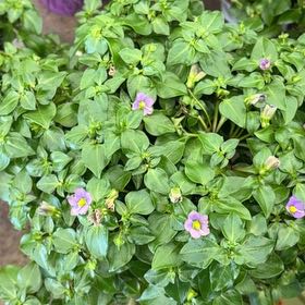 Photo of the plant species Persian violet by @BigLettuce31 named Kylie on Greg, the plant care app