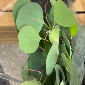 Photo of the plant species Redbox by @BigLettuce31 named Cleopatra on Greg, the plant care app