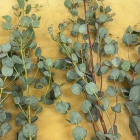 Photo of the plant species Eucalyptus pseudoglobulus by @BigLettuce31 named Plato on Greg, the plant care app
