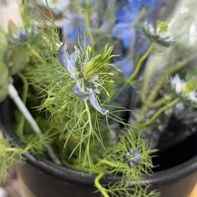 Photo of the plant species Devil in the Bush by @BigLettuce31 named Terra on Greg, the plant care app