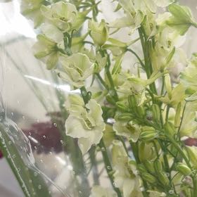 Photo of the plant species Larkspur by @BigLettuce31 named Sir Plancelot on Greg, the plant care app