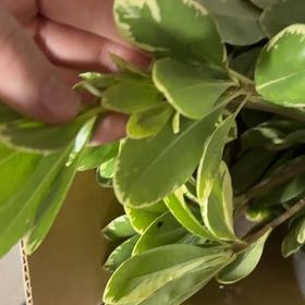 Photo of the plant species Salal by @BigLettuce31 named Tolkien on Greg, the plant care app