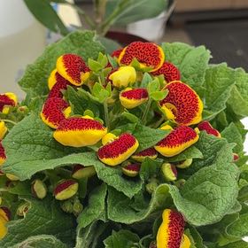 Photo of the plant species Calceolaria alba by @BigLettuce31 named ChloroPhil on Greg, the plant care app