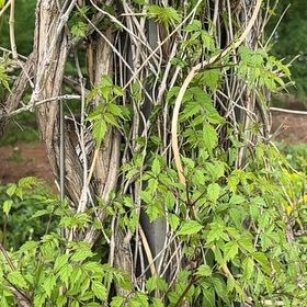 Photo of the plant species Hummingbird Vine by @BigLettuce31 named Remington on Greg, the plant care app