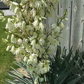 Photo of the plant species Adam's Needle by @BigLettuce31 named Emerson on Greg, the plant care app