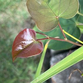 Photo of the plant species Western Redbud by @BigLettuce31 named Foxxy on Greg, the plant care app