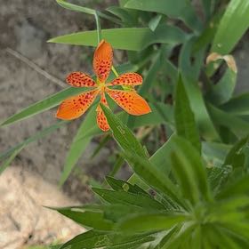 Photo of the plant species Blackberry Lily by @BigLettuce31 named Fernie Mercury on Greg, the plant care app