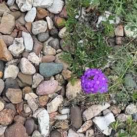 Photo of the plant species Dakota Mock Vervain by @BigLettuce31 named Drake on Greg, the plant care app