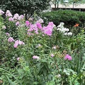 Photo of the plant species Peppermint Twist by @BigLettuce31 named Osmo on Greg, the plant care app