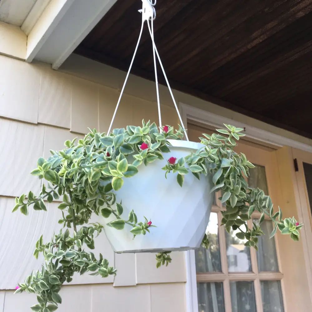 Photo of the plant species Livingstone Daisy by @HeadFeijoa70 named Darwin on Greg, the plant care app