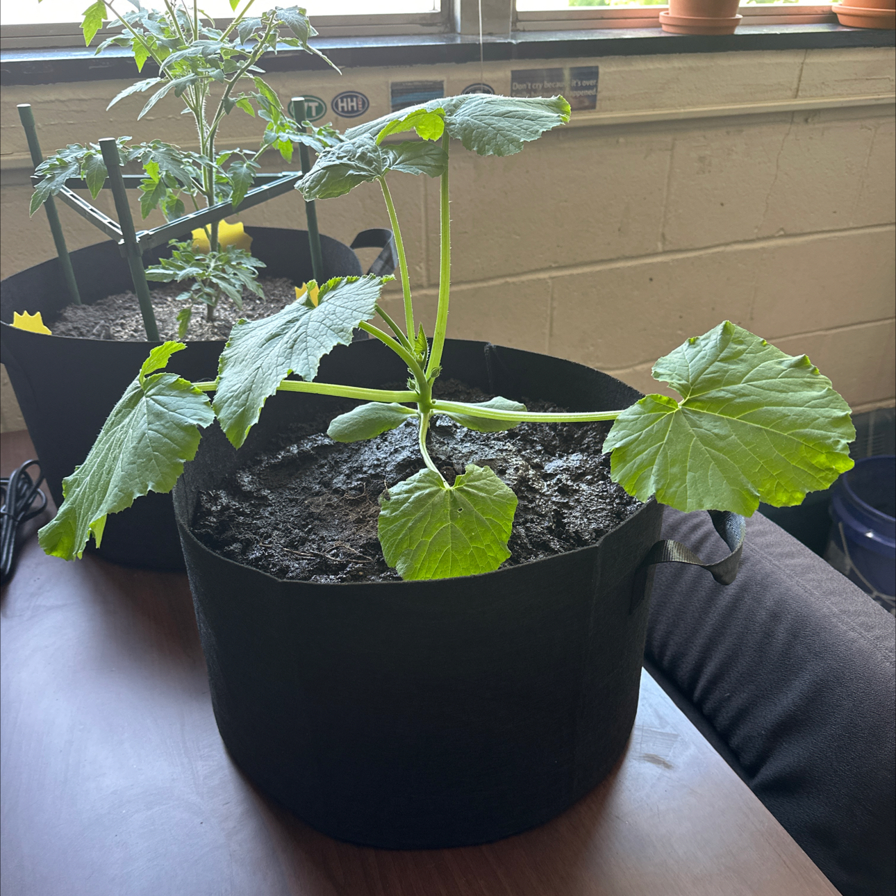 Photo of the plant species Zucchini by @EmpoweredKale74 named Zuc on Greg, the plant care app