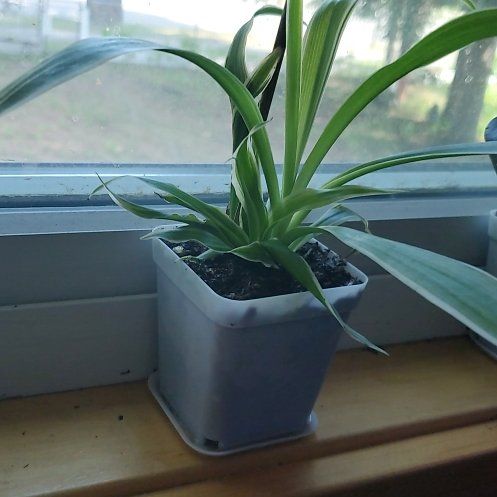 Photo of the plant species Variegated Spider Plant by @ShapelyKanna64 named Spidey on Greg, the plant care app