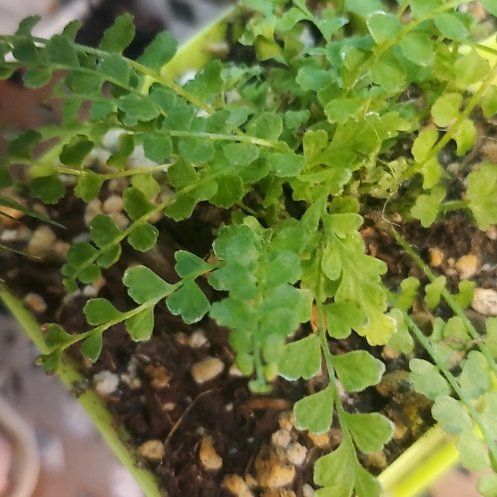 Photo of the plant species Ceterach Officinarum by @ShapelyKanna64 named Xena on Greg, the plant care app