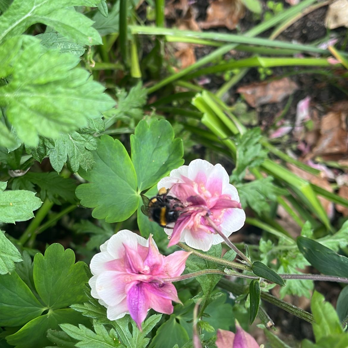 Photo of the plant species Bigroot Geranium by @MeaningfulOnion named Sol on Greg, the plant care app