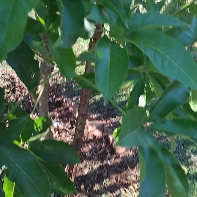Photo of the plant species Quenepa by @EquitableMint27 named Captain Plant-it on Greg, the plant care app