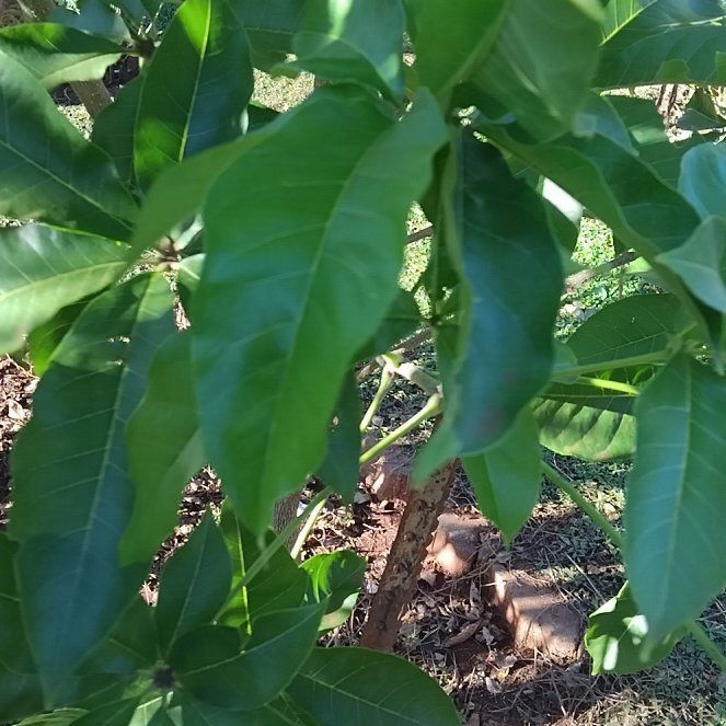 Photo of the plant species Fringetree by @EquitableMint27 named Sahara on Greg, the plant care app