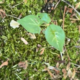 Photo of the plant species Black Bindweed by @MellowPapaya50 named Lavender on Greg, the plant care app