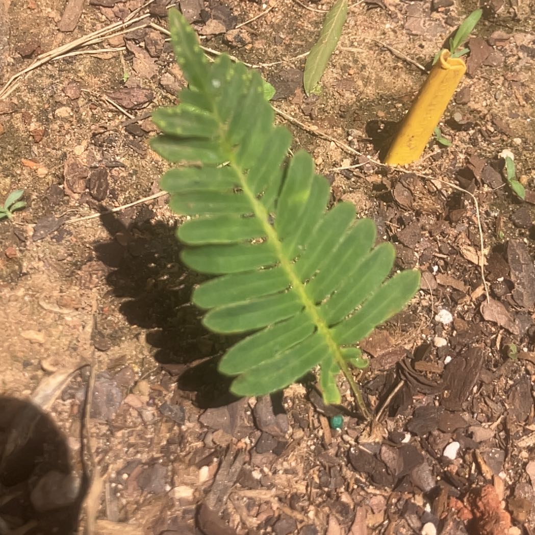 Photo of the plant species Resurrection Fern by @GleefulGrass1 named Fernie Saunders on Greg, the plant care app
