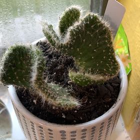 Photo of the plant species Roller Coaster Cactus by @GleamingAchiote named Texas Cyclone on Greg, the plant care app