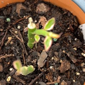 Photo of the plant species Redbird Cactus by @GleamingAchiote named Chrissy on Greg, the plant care app