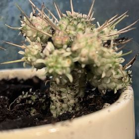 Photo of the plant species Variegated Corncob Cactus by @GleamingAchiote named Corncob on Greg, the plant care app