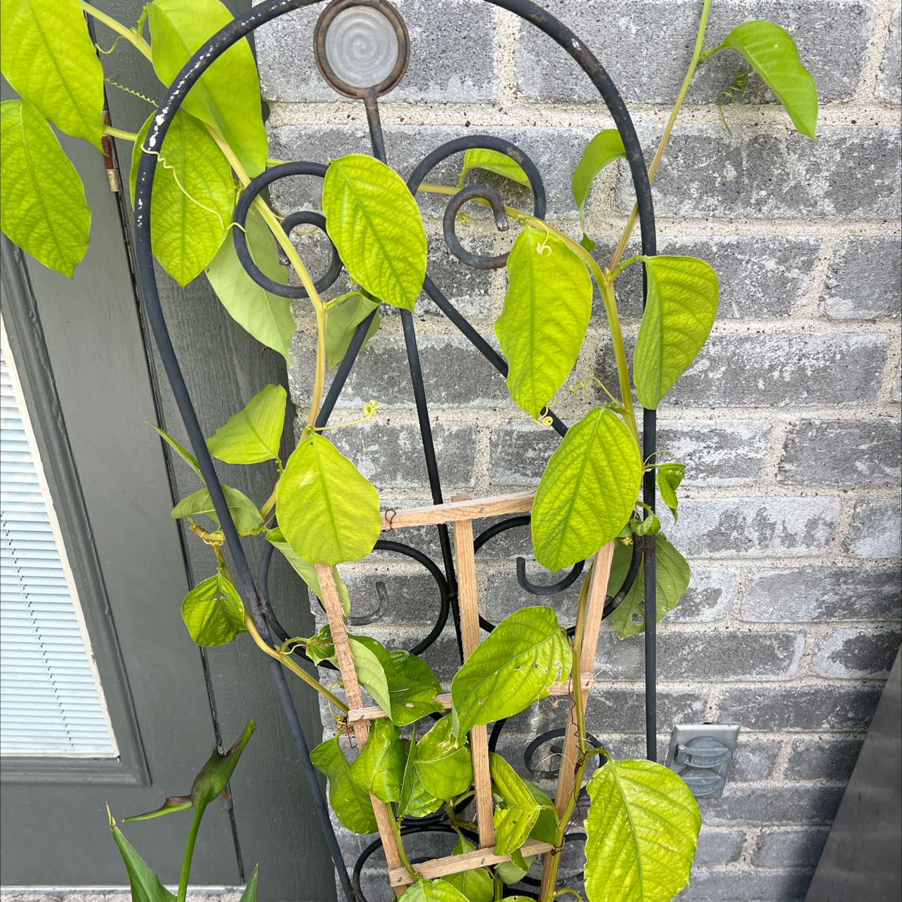 Photo of the plant species Red Passion Flower by @GleamingAchiote named Passion on Greg, the plant care app