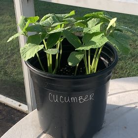 Photo of the plant species Garden Sweet Burpless Cucumber by @HandyMostii96 named Daphne on Greg, the plant care app