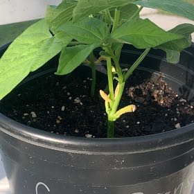 Photo of the plant species Blue Lake Bean by @HandyMostii96 named Oscar on Greg, the plant care app