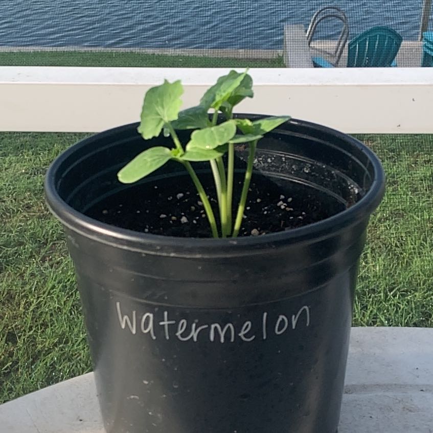 Photo of the plant species Crimson Sweet Watermelon by @HandyMostii96 named Walt on Greg, the plant care app