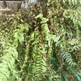 Photo of the plant species Fortune's Holly-Fern by @HipFlatpea75 named Gomez on Greg, the plant care app