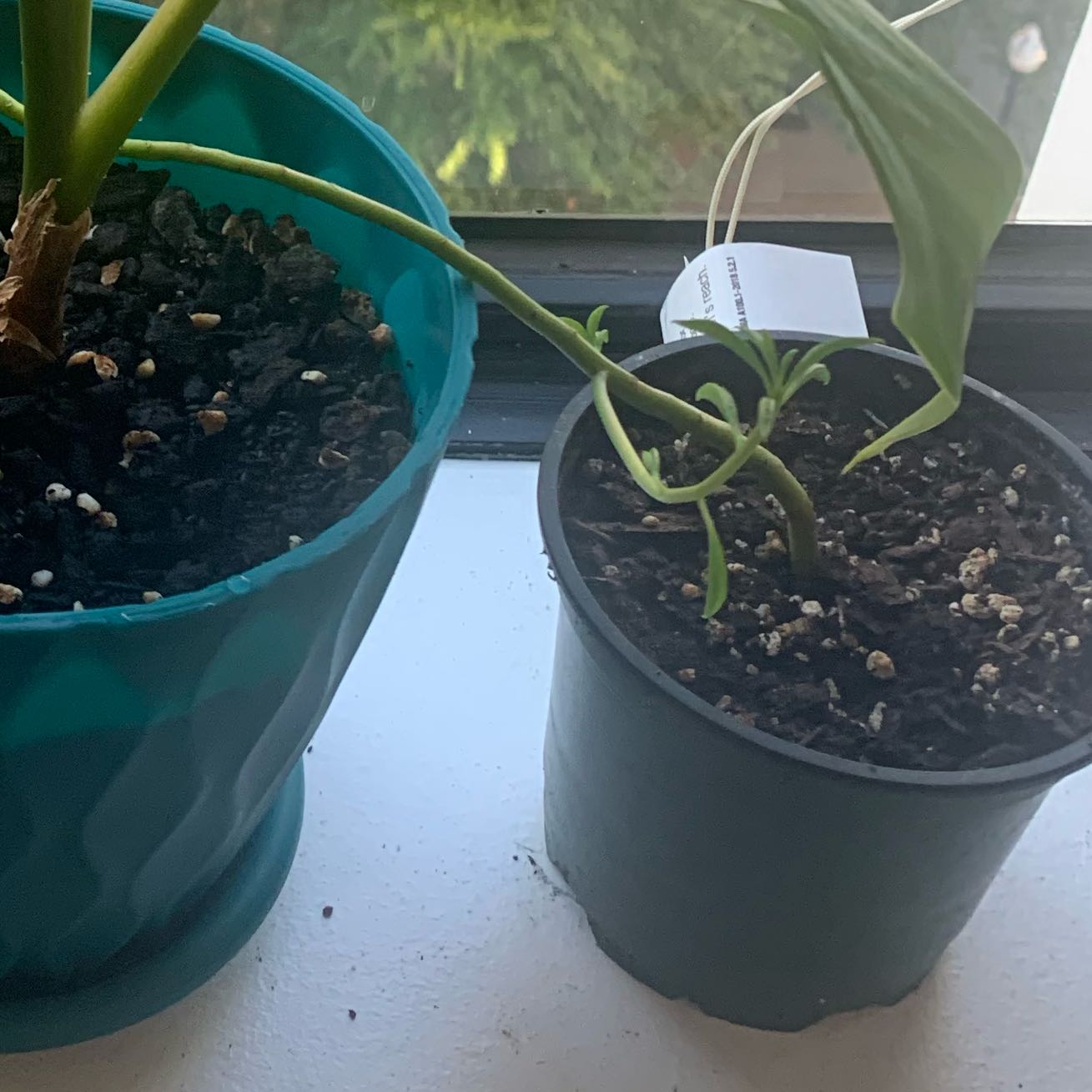 Photo of the plant species Happy Bean Peperomia by @FunAnthurium41 named Planty on Greg, the plant care app