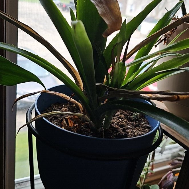 Plant care for Aechmea on Greg, the plant care app