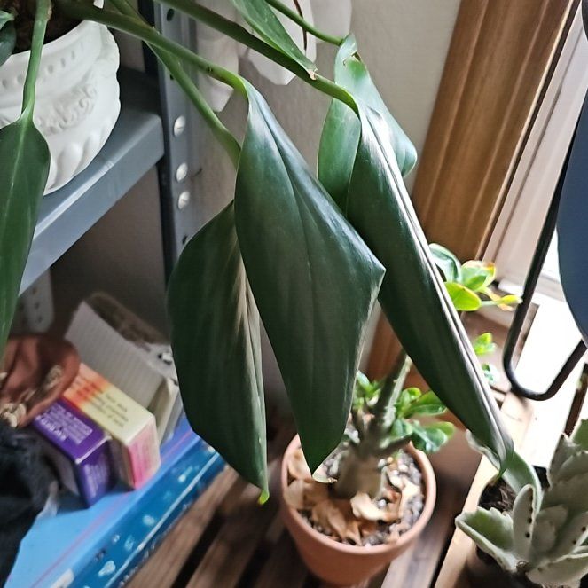 Photo of the plant species dragon tail by @FunnyTutu40 named Zeus on Greg, the plant care app