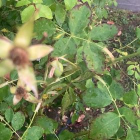 Photo of the plant species Smooth Rose by @FieryMahoe60 named Oscar on Greg, the plant care app