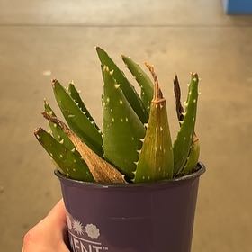 Photo of the plant species Aloe Nobilis by @HelperChainfern named Forrest on Greg, the plant care app