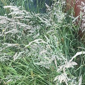 Photo of the plant species Common Velvetgrass by @HelperChainfern named Prince on Greg, the plant care app