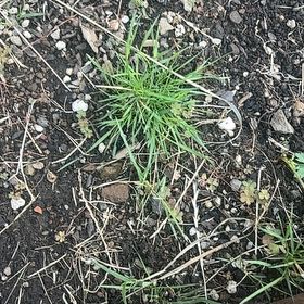 Photo of the plant species Bulbous Bluegrass by @HelperChainfern named Sproutacus on Greg, the plant care app