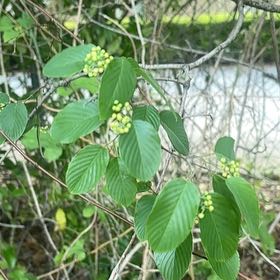 Photo of the plant species Alabama Supplejack by @BoldWasabi99 named Beckham on Greg, the plant care app