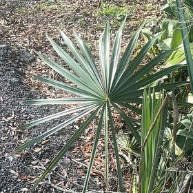 Photo of the plant species Dwarf Palmetto by @BoldWasabi99 named Einstein on Greg, the plant care app