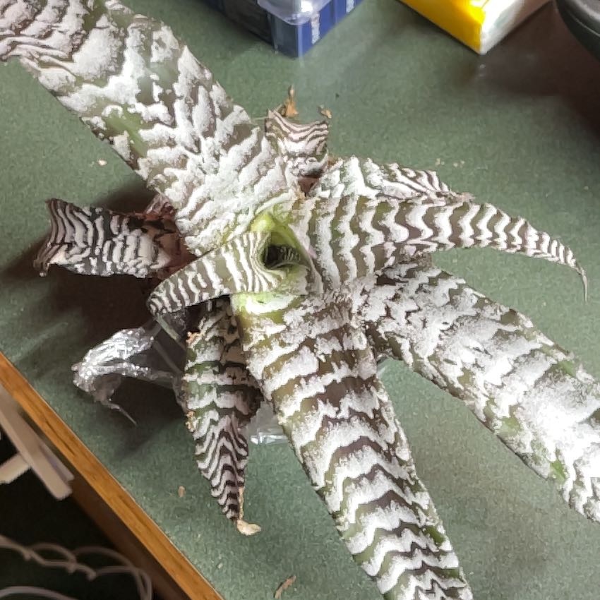 Photo of the plant species Bromeliad by @HipHarebell93 named Austen on Greg, the plant care app