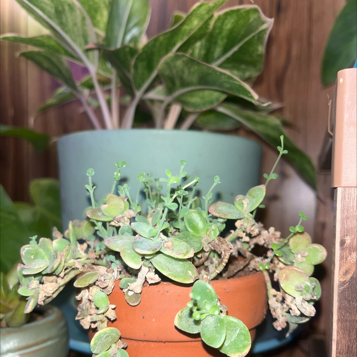 Photo of the plant species Sedum Lime Twister by @HipHarebell93 named Beyonce on Greg, the plant care app