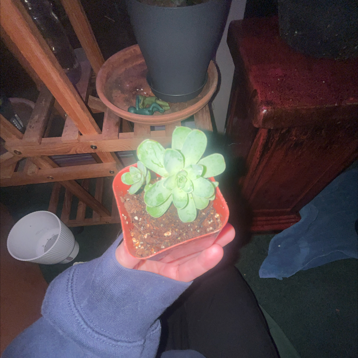 Photo of the plant species Mountain Rose by @HipHarebell93 named Stella on Greg, the plant care app