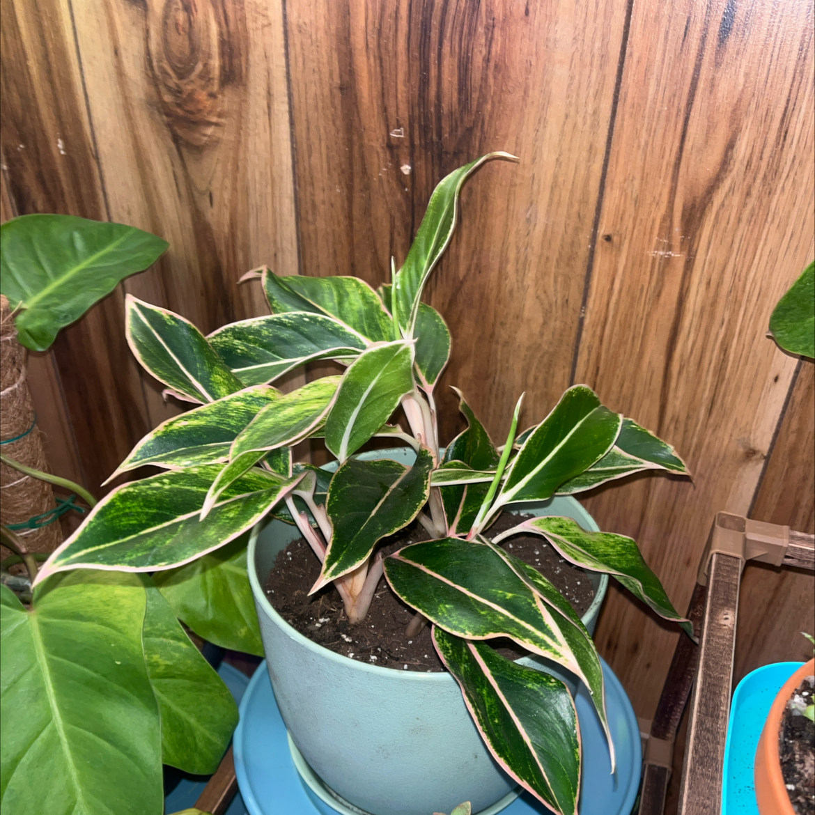 Photo of the plant species Chinese Evergreen 'Pink Siam' by @HipHarebell93 named Michelle Branch on Greg, the plant care app