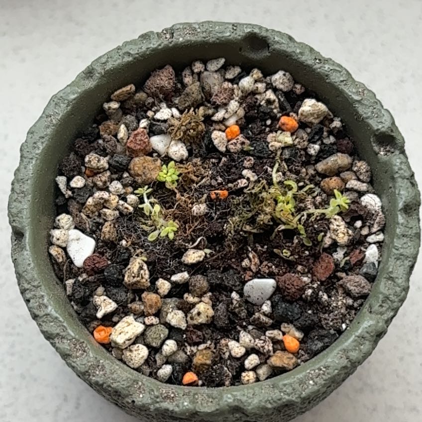 Photo of the plant species Tiny Buttons Sedum by @KeyCilantro28 named Denali on Greg, the plant care app