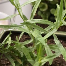 Photo of the plant species Tarragon by @SharpCocoplum31 named Darwin on Greg, the plant care app